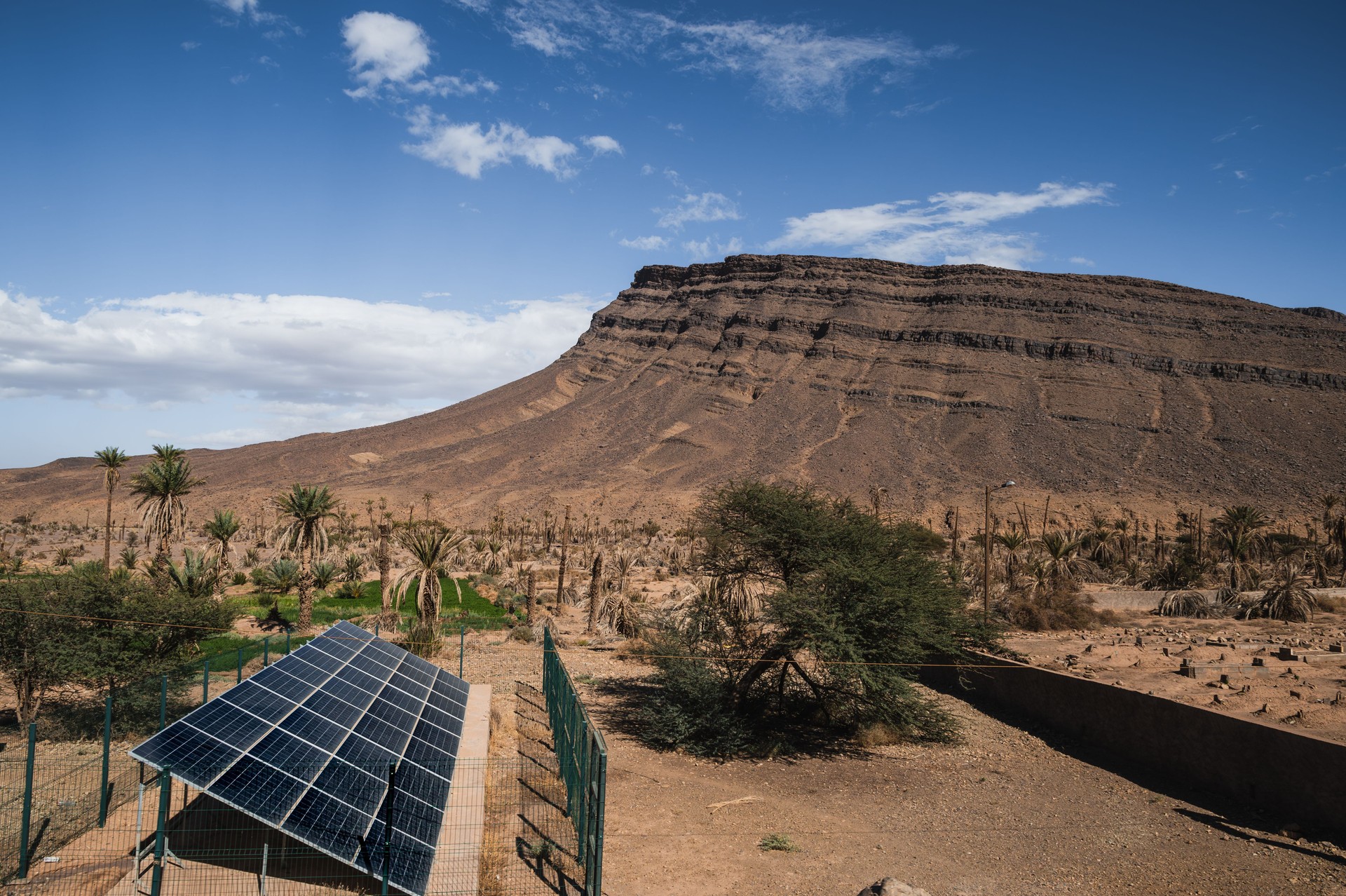 Solar panels in a palm grove